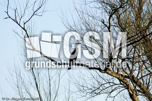 Kormoran (2 von 7).jpg